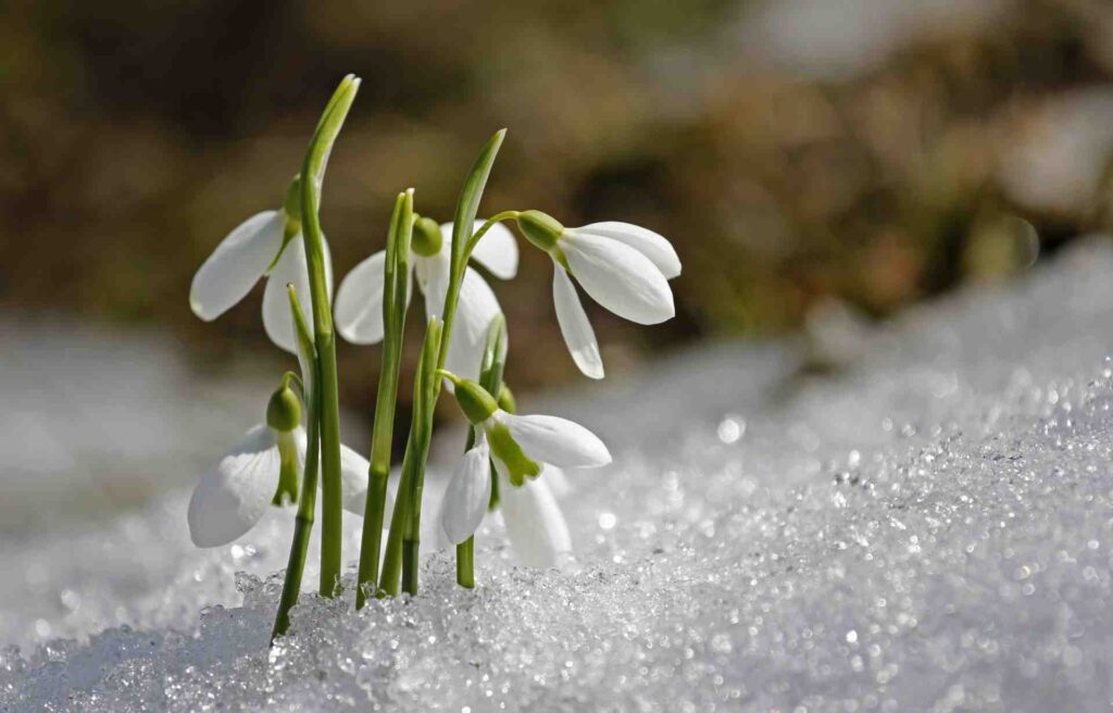 Zum Jahreswechsel: Schneeglöckchen