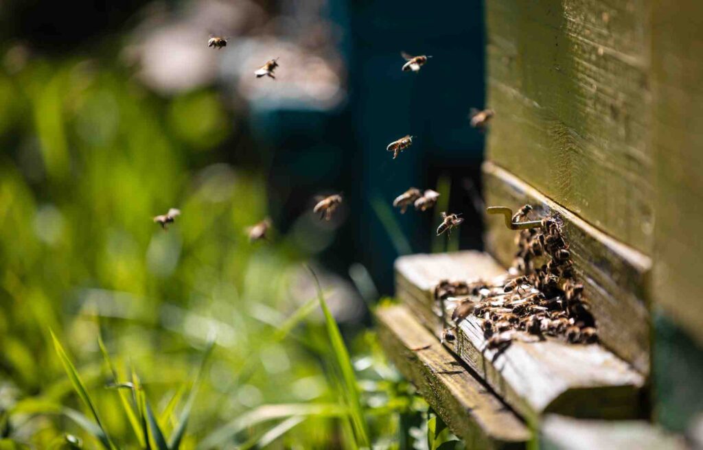 Bienen am Flugloch