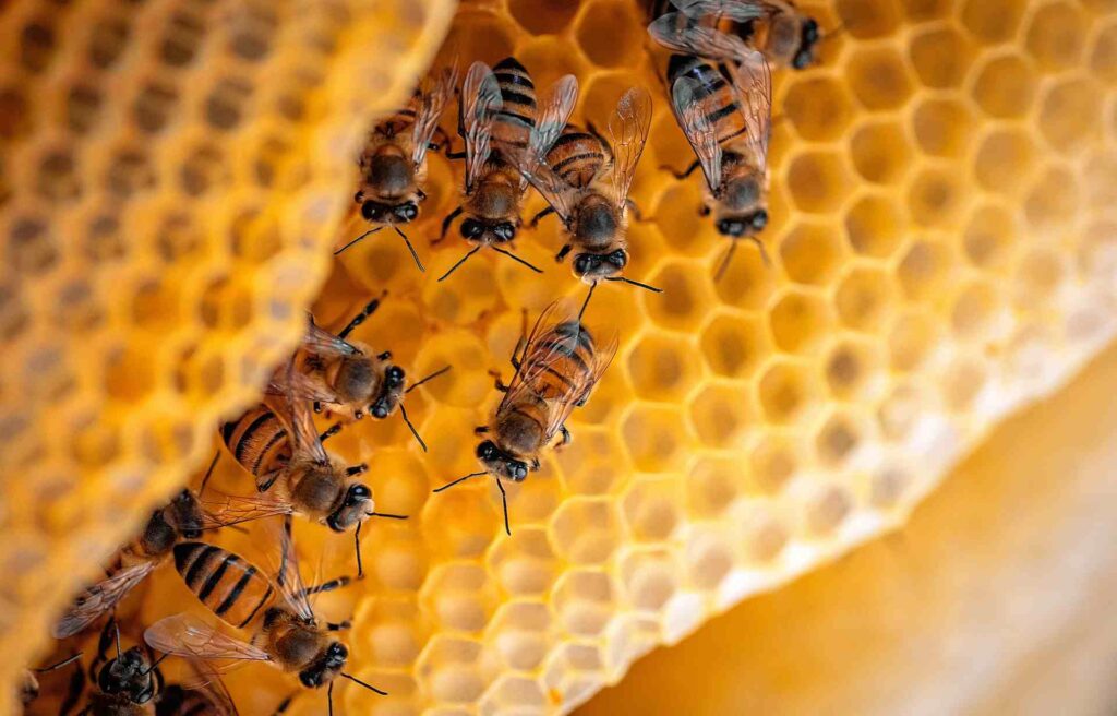Bienen auf Wabe