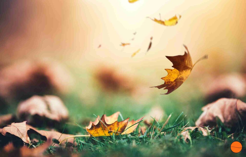 Herbst fallende Blätter