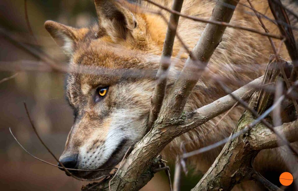 Der Wolf und die sieben Geisslein