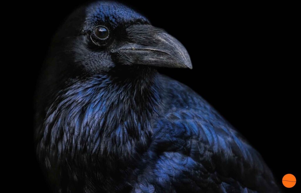 Der Rabe sagt: Nevermore. Nimmermehr.